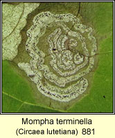 Mompha terminella