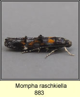 Mompha raschkiella