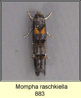 Mompha raschkiella