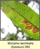 Mompha raschkiella