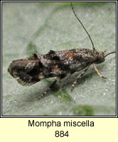 Mompha miscella