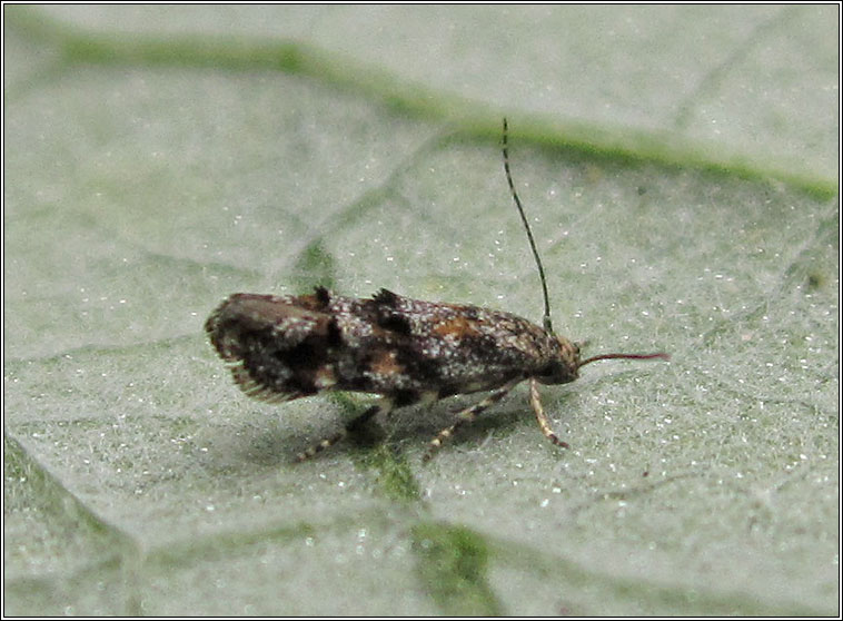 Mompha miscella