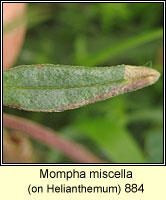 Mompha miscella