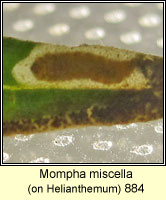 Mompha miscella