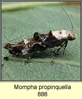 Mompha propinquella