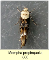 Mompha propinquella