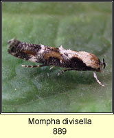 Mompha divisella