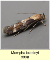 Mompha bradleyi