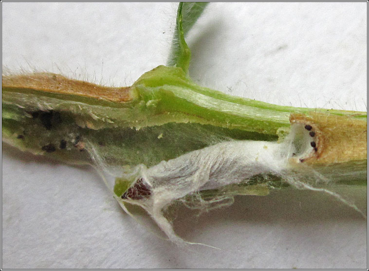 Mompha bradleyi