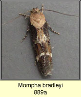 Mompha bradleyi