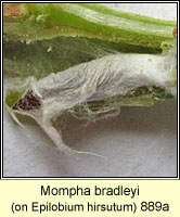 Mompha bradleyi