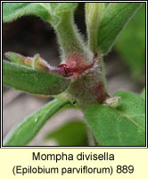 Mompha divisella