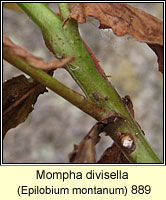 Mompha divisella