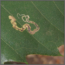 Stigmella samiatella