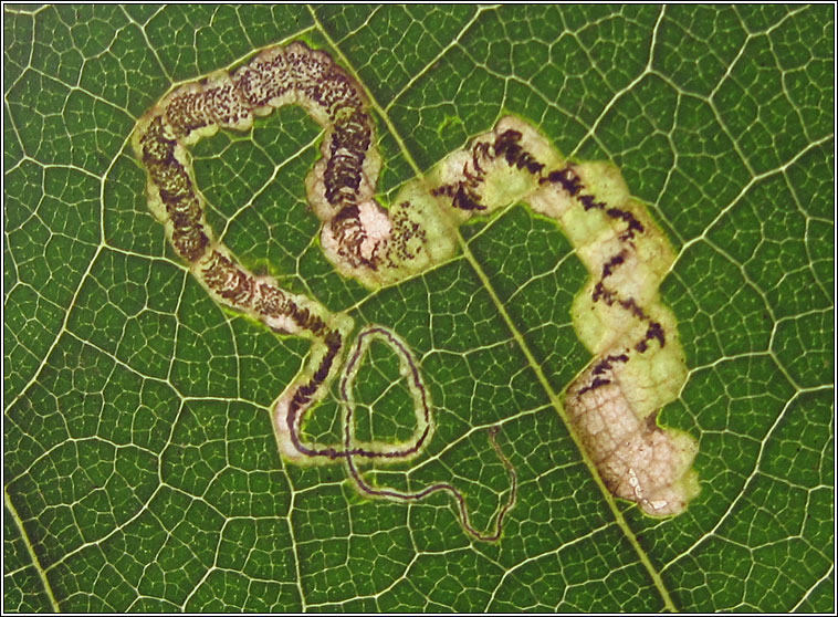 Stigmella samiatella