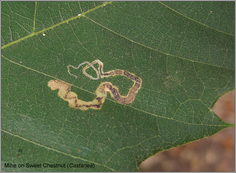 Stigmella samiatella