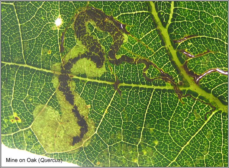 Stigmella samiatella