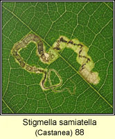 Stigmella samiatella