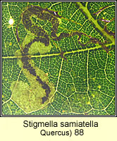 Stigmella samiatella