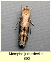 Mompha jurassicella