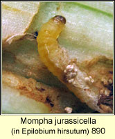 Mompha jurassicella