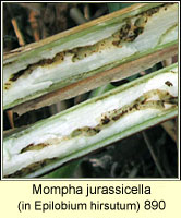 Mompha jurassicella