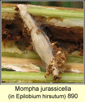 Mompha jurassicella