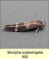 Mompha subbistrigella