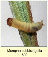 Mompha subbistrigella