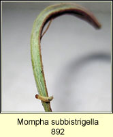 Mompha subbistrigella