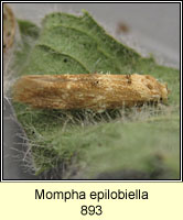 Mompha epilobiella