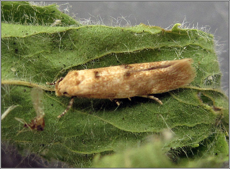 Mompha epilobiella