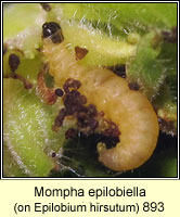 Mompha epilobiella