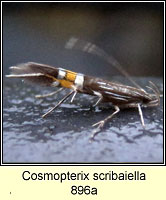 Cosmopterix scribaiella