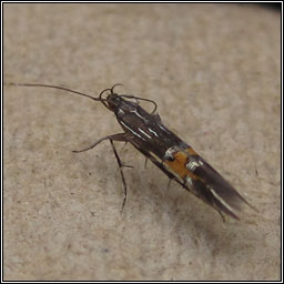 Cosmopterix scribaiella