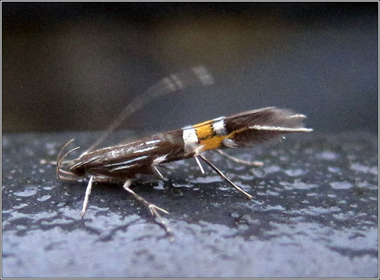 Cosmopterix scribaiella