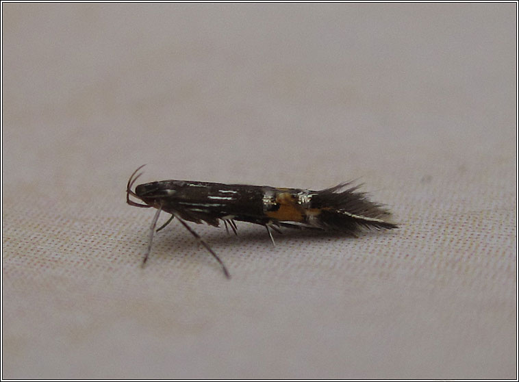 Cosmopterix scribaiella