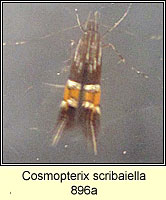 Cosmopterix scribaiella