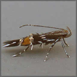 Cosmopterix pulchrimella