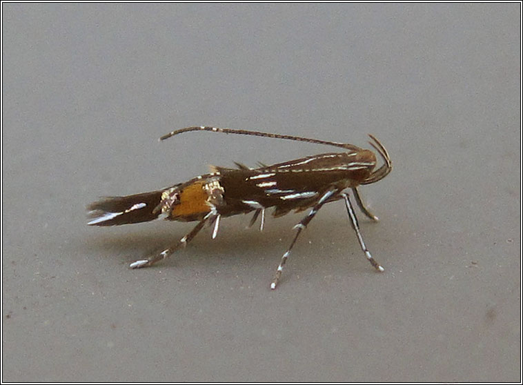 Cosmopterix pulchrimella