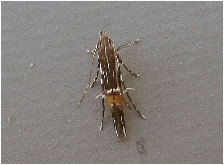 Cosmopterix pulchrimella