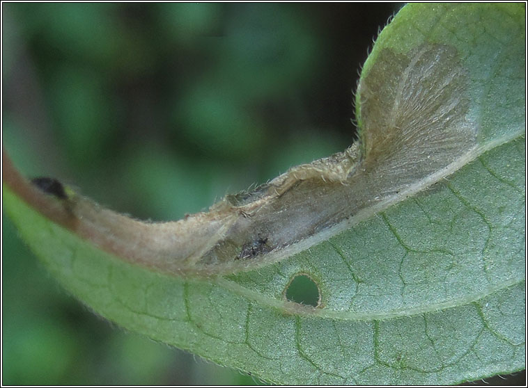 Cosmopterix pulchrimella