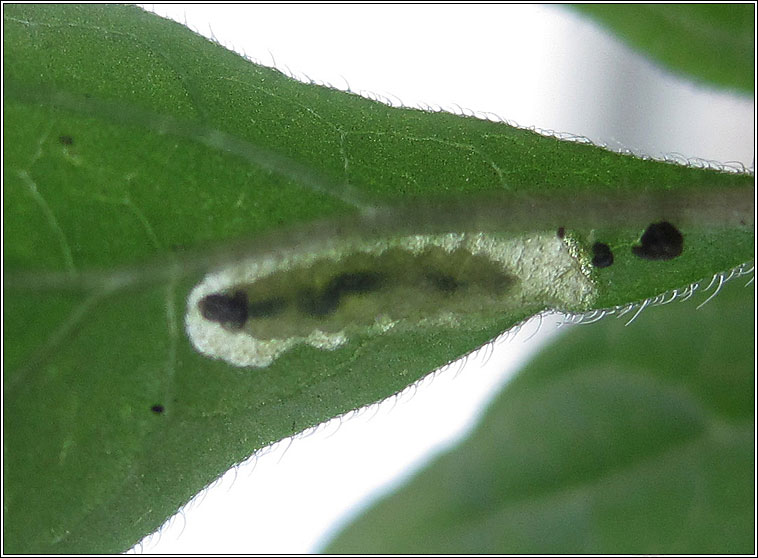 Cosmopterix pulchrimella