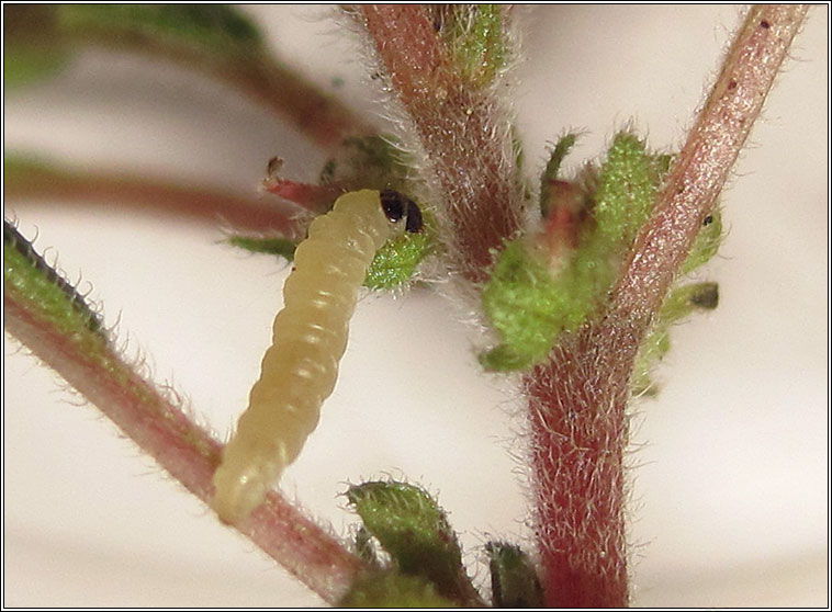 Cosmopterix pulchrimella