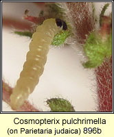 Cosmopterix pulchrimella