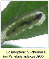 Cosmopterix pulchrimella