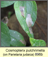 Cosmopterix pulchrimella