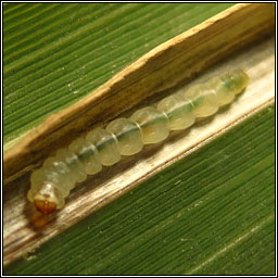 Cosmopterix lienigiella