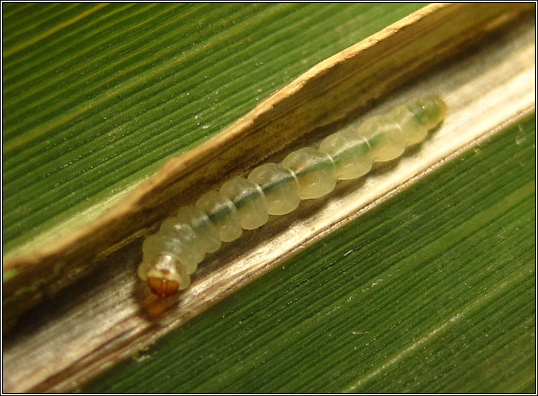 Cosmopterix lienigiella