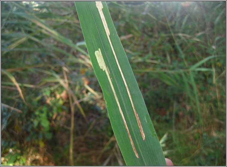 Cosmopterix lienigiella